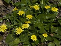 Ranunculus ficaria ssp ficariiformis 6, Saxifraga-Willem van Kruijsbergen