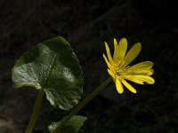 Ranunculus ficaria ssp ficariiformis 7, Saxifraga-Willem van Kruijsbergen