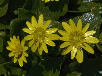 Ranunculus ficaria ssp ficariiformis 8, Saxifraga-Willem van Kruijsbergen