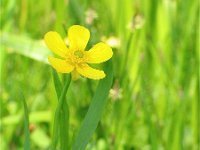 Ranunculus flammula 10, Egelboterbloem, Saxifraga-Jasenka Topic