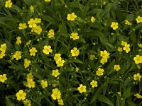 Ranunculus flammula 14, Egelboterbloem, Saxifraga-Jan van der Straaten