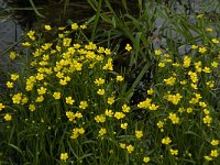 Ranunculus flammula 15, Egelboterbloem, Saxifraga-Jan van der Straaten