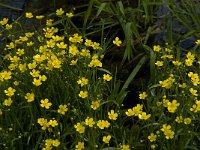 Ranunculus flammula 16, Egelboterbloem, Saxifraga-Jan van der Straaten