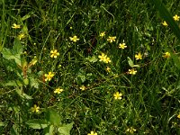 Ranunculus flammula 18, Egelboterbloem, Saxifraga-Jan van der Straaten