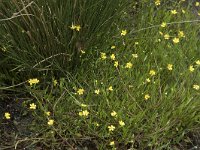 Ranunculus flammula 29, Egelboterbloem, Saxifraga-Willem van Kruijsbergen