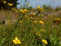 Ranunculus flammula 30, Egelboterbloem, Saxifraga-Ed Stikvoort