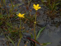 Ranunculus flammula 31, Egelboterbloem, Saxifraga-Ed Stikvoort