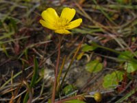 Ranunculus flammula 32, Egelboterbloem, Saxifraga-Ed Stikvoort