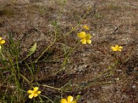 Ranunculus flammula 37, Egelboterbloem, Saxifraga-Ed Stikvoort