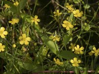 Ranunculus flammula 44, Egelboterbloem, Saxifraga-Willem van Kruijsbergen