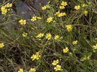 Ranunculus flammula 46, Egelboterbloem, Saxifraga-Willem van Kruijsbergen