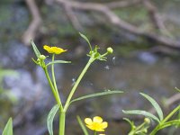 Ranunculus flammula 47, Egelboterbloem, Saxifraga-Jan Nijendijk