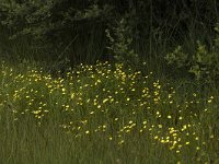 Ranunculus flammula 5, Egelboterbloem, Saxifraga-Marijke Verhagen