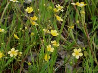 Ranunculus flammula 6, Egelboterbloem, Saxifraga-Willem van Kruijsbergen