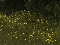 Ranunculus flammula 7, Egelboterbloem, Saxifraga-Marijke Verhagen