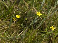 Ranunculus flammula 9, Egelboterbloem, Saxifraga-Willem van Kruijsbergen