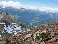 Ranunculus glacialis 14, Saxifraga-Jeroen Willemsen