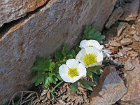 Ranunculus glacialis 15, Saxifraga-Jeroen Willemsen