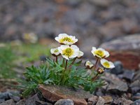 Ranunculus glacialis 16, Saxifraga-Jeroen Willemsen