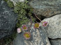 Ranunculus glacialis 18, Saxifraga-Willem van Kruijsbergen