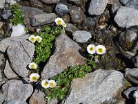 Ranunculus glacialis 21,  Saxifraga-Simone van Velzen