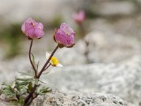 Ranunculus glacialis 22, Saxifraga-Luuk Vermeer