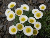 Ranunculus glacialis 24, Saxifraga-Harry Jans