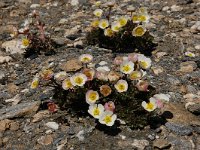 Ranunculus glacialis 26, Saxifraga-Harry Jans