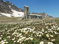 Ranunculus glacialis 28, Saxifraga-Harry Jans