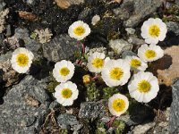 Ranunculus glacialis 32, Saxifraga-Harry Jans