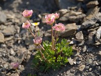 Ranunculus glacialis 37, Saxifraga-Luuk Vermeer