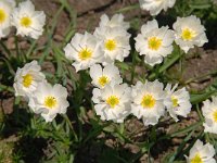 Ranunculus glacialis 39, Saxifraga-Luuk Vermeer