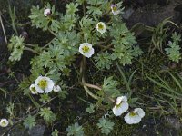 Ranunculus glacialis 4, Saxifraga-Willem van Kruijsbergen