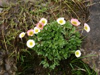 Ranunculus glacialis 9, Saxifraga-Dirk Hilbers