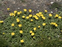 Ranunculus gouanii 2, Saxifraga-Willem van Kruijsbergen