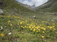 Ranunculus gouanii 3, Saxifraga-Willem van Kruijsbergen