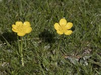 Ranunculus gouanii 4 , Saxifraga-Willem van Kruijsbergen