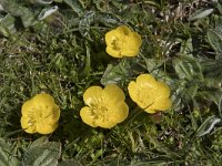 Ranunculus gouanii 5 , Saxifraga-Willem van Kruijsbergen