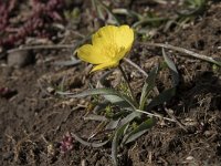 Ranunculus gramineus 12, Saxifraga-Willem van Kruijsbergen