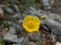 Ranunculus gramineus 2, Saxifraga-Ed Stikvoort