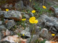 Ranunculus gramineus 4, Saxifraga-Ed Stikvoort