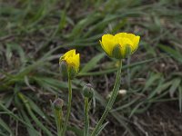 Ranunculus gramineus 5, Saxifraga-Willem van Kruijsbergen