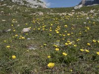 Ranunculus gramineus 6, Saxifraga-Willem van Kruijsbergen