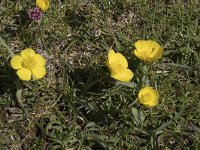 Ranunculus gramineus 8, Saxifraga-Willem van Kruijsbergen