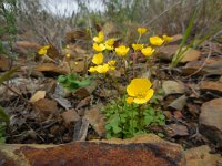 Ranunculus gregarius 2, Saxifraga-Ed Stikvoort