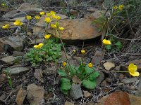 Ranunculus gregarius 3, Saxifraga-Ed Stikvoort