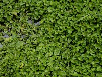 Ranunculus hederaceus 19, Klimopwaterranonkel, Saxifraga-Ed Stikvoort