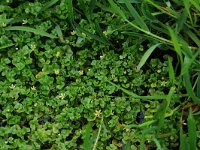 Ranunculus hederaceus 2, Klimopwaterranonkel, Saxifraga-Hans Boll