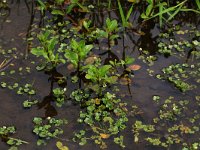 Ranunculus hederaceus 5, Klimopwaterranonkel, Saxifraga-Hans Boll