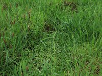 Ranunculus hederaceus 6, Klimopwaterranonkel, Saxifraga-Hans Boll